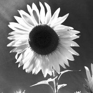 Meet your Posher, Jaime